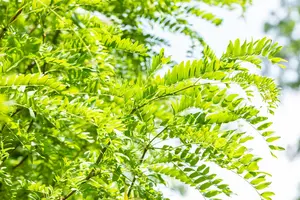 Gleditsia triacanthos 'Skyline' - MULTISTEM 350-400 CM CONT - image 5