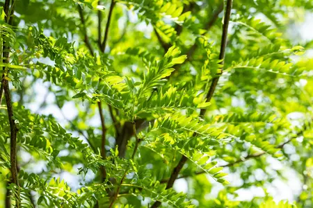 Gleditsia triacanthos 'Skyline' - STD 6-8 CM C20 - image 3