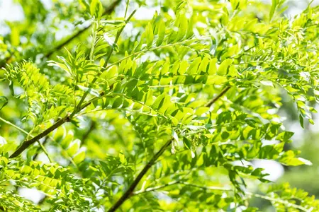 Gleditsia triacanthos 'Skyline' - STD 14-16 CM CONT - image 2