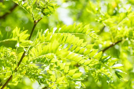 Gleditsia triacanthos 'Skyline' - STD 14-16 CM CONT - image 4