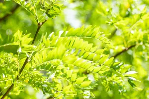 Gleditsia triacanthos 'Skyline' - STD 14-16 CM CONT - image 4