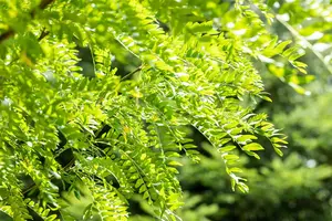 Gleditsia triacanthos 'Skyline' - 175-200 CM C5 WHIP - image 5