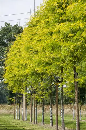 Gleditsia triacanthos 'Sunburst' - 200-250 CM FTH WHIP C25 - image 3