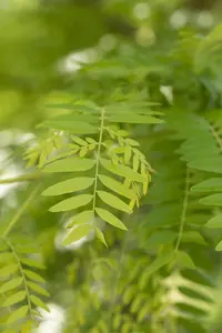 Gleditsia triacanthos 'Sunburst' - 200-250 CM FTH WHIP C25 - image 4