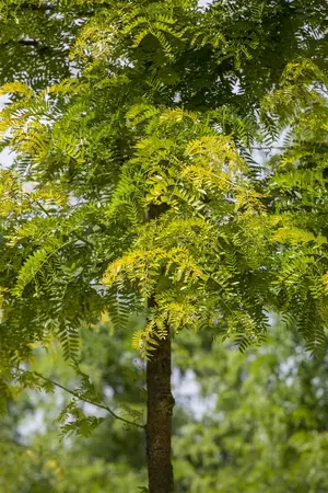 Gleditsia triacanthos 'Sunburst' - MULTISTAM 250-300 CM C150 - image 1