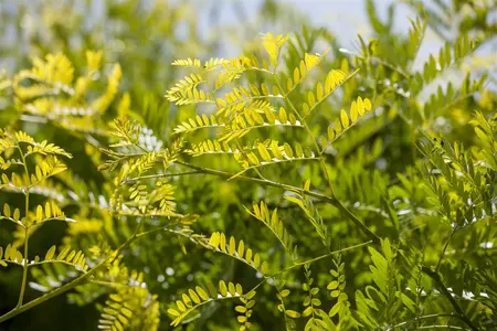 Gleditsia triacanthos 'Sunburst' - 200-250 CM FTH WHIP C25 - image 2