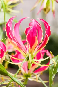 Gloriosa rotschildiana - flower bulb 20/22 - image 3