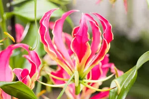 Gloriosa rotschildiana - flower bulb 20/22 - image 4