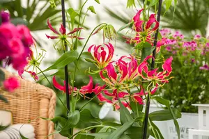 Gloriosa rotschildiana - flower bulb 20/22 - image 2