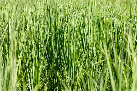 Glyceria maxima 'Fluitans' - P9