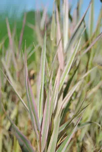 Glyceria maxima 'Variegata'