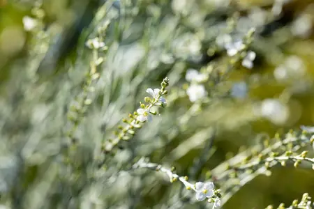 Gomphostigma virg. 'Silver Butterfly' - 2.5 Ltr pot - image 1