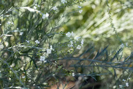Gomphostigma virg. 'Silver Butterfly' - 2.5 Ltr pot - image 2