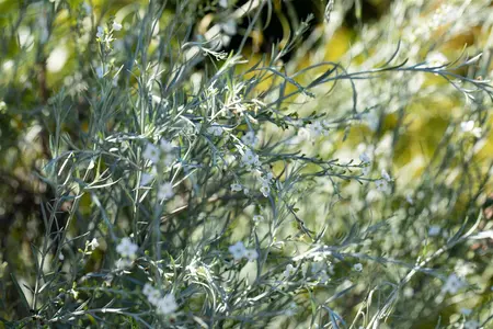 Gomphostigma virgatum - P9 - image 3