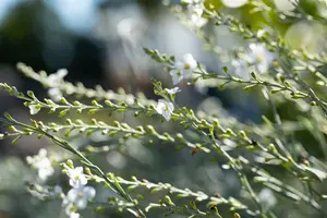 Gomphostigma virgatum - P9 - image 4