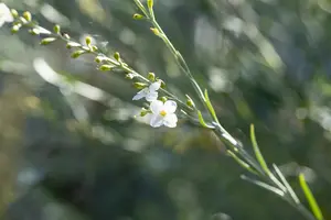 Gomphostigma virgatum - P9 - image 5