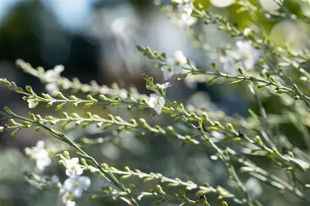Gomphostigma virgatum - 2 Ltr pot - image 4