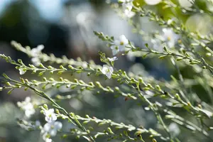 Gomphostigma virgatum - 2 Ltr pot - image 4