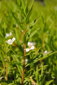 Gratiola officinalis