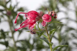 Grevillea 'Canberra Gem'