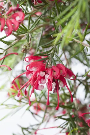 Grevillea lanigera 'Mount Tamboritha' - 3 Ltr pot