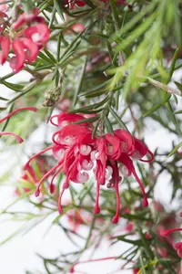 Grevillea lanigera 'Mount Tamboritha'