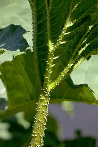 Gunnera manicata * verboden * 