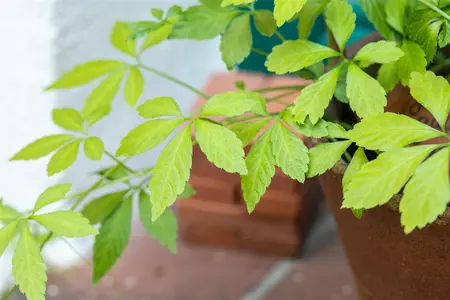 Gynostemma pentaphyllum - P13 - image 2