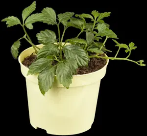 Gynostemma pentaphyllum