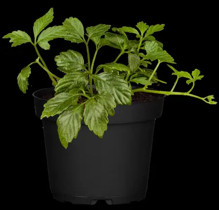 Gynostemma pentaphyllum - P13 - image 4