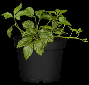 Gynostemma pentaphyllum - P13 - image 4