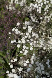 Gypsophila pan. 'Bristol Fairy'