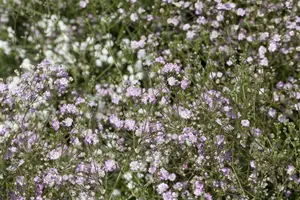Gypsophila pan. 'Flamingo'