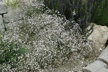 Gypsophila pan. 'Schneeflocke' - P9