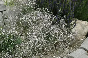 Gypsophila pan. 'Schneeflocke'
