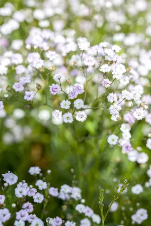 Gypsophila paniculata - P9 - image 1