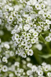 Gypsophila paniculata - P9 - image 2