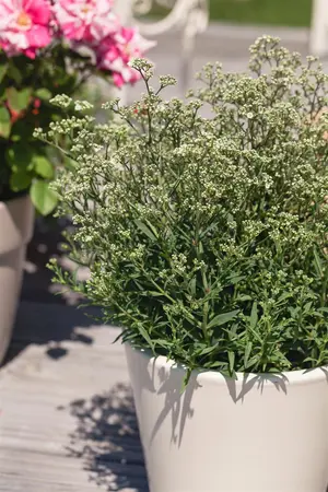 Gypsophila paniculata - P9 - image 5