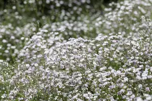 Gypsophila paniculata - P9 - image 3