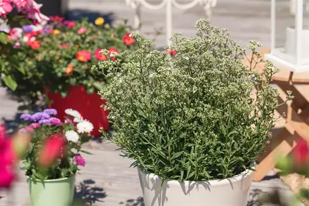 Gypsophila paniculata - P9 - image 4