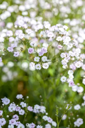 Gypsophila rep. 'Rosa Sch?nheit' - P11 - image 1