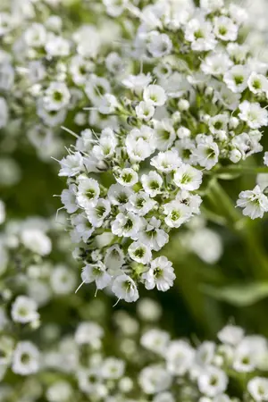 Gypsophila rep. 'Rosa Sch?nheit' - P11 - image 3