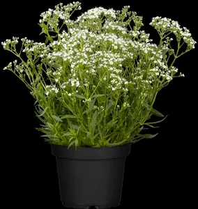 Gypsophila rep. 'Rosa Sch?nheit' - P11 - image 2