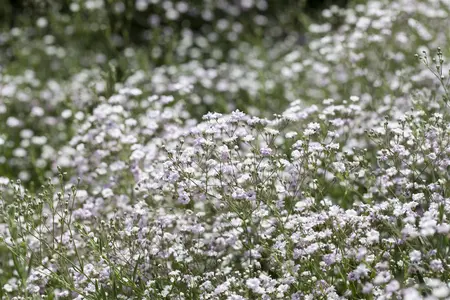 Gypsophila rep. 'Rosa Sch?nheit' - P11 - image 4