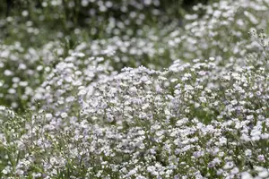 Gypsophila rep. 'Rosa Sch?nheit' - P11 - image 4