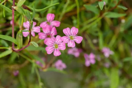 Gypsophila repens 'Filou Rosa' - P9