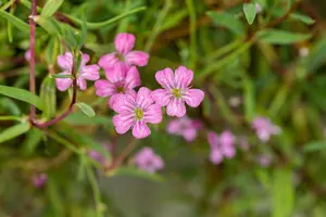 Gypsophila repens 'Filou Rosa'
