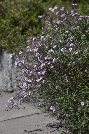Gypsophila repens 'Rosea' - P9 - image 1