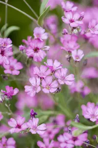 Gypsophila repens 'Rosea' - P9 - image 4