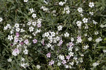 Gypsophila repens 'Rosea' - P9 - image 2